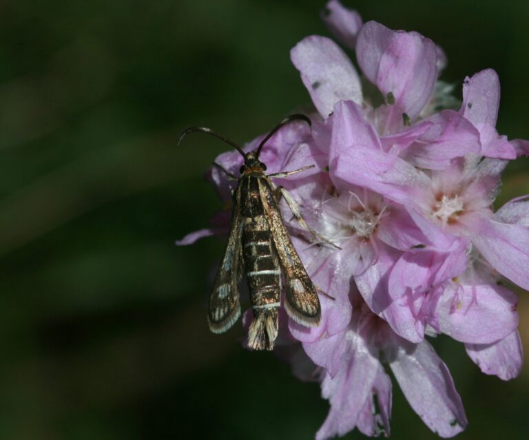 Identification Clearwing Moths British Wildlife