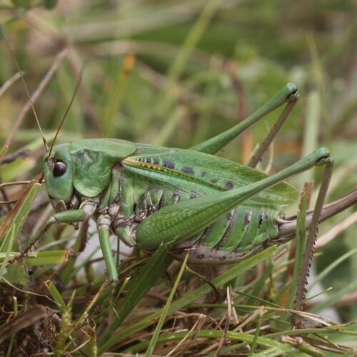 Orthoptera Archives - British Wildlife