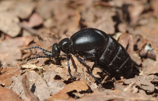 Identification: British oil beetles - British Wildlife