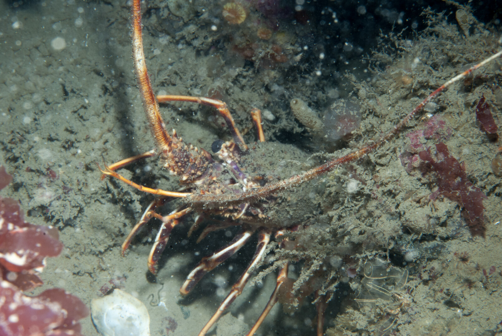 The European Spiny Lobster in south-west Britain – back from the brink ...