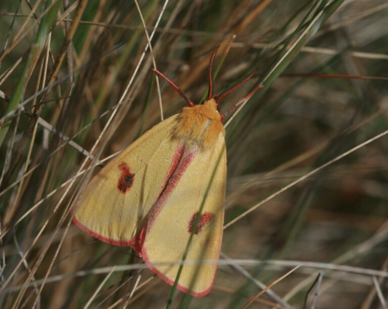 Mapping Moths: The First Atlas Of Britain & Ireland’s Larger Moths ...