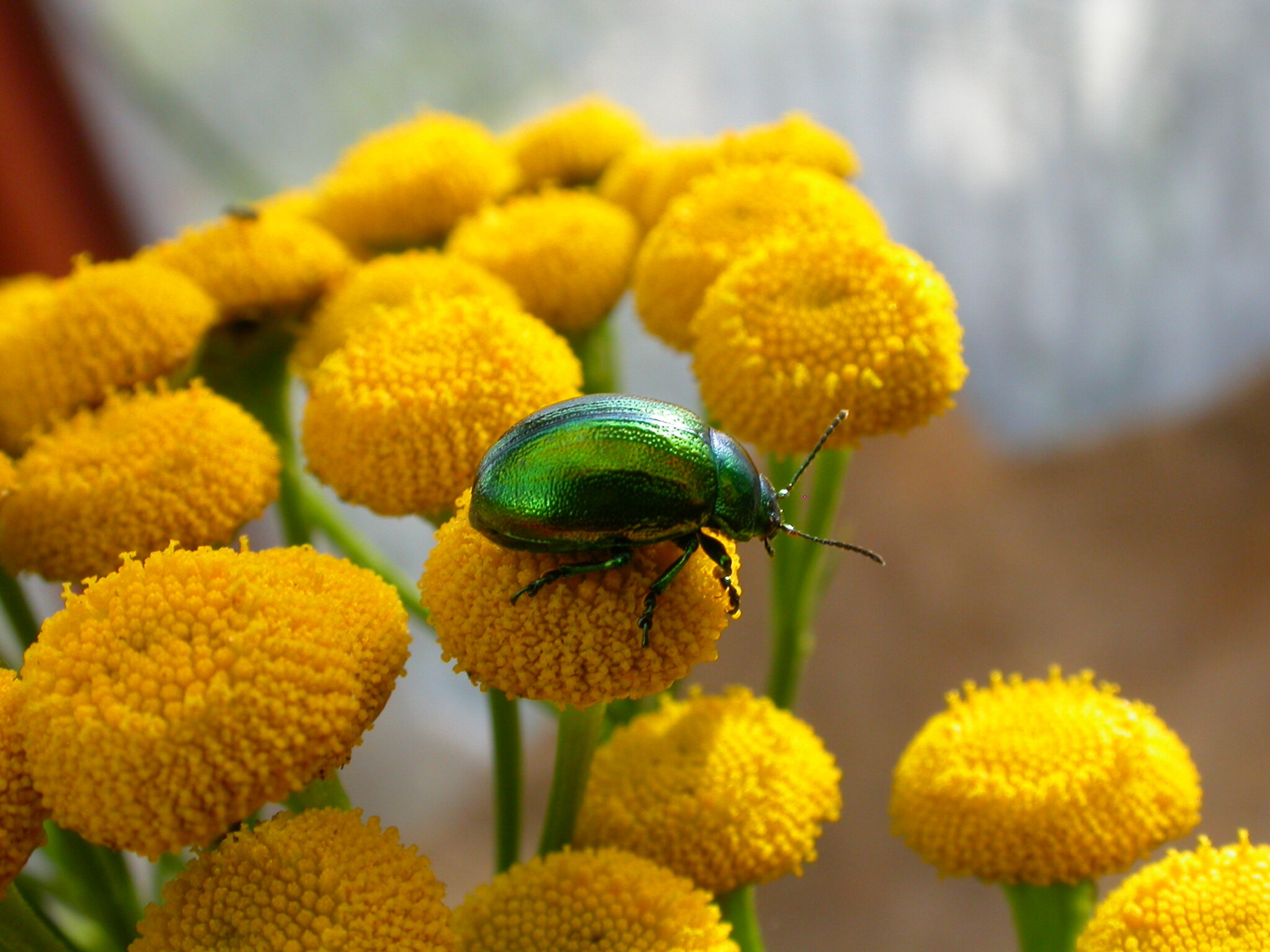 Biology And Conservation On The Tansy Beetle – 20 Years On - British ...